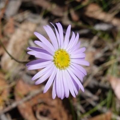 Brachyscome spathulata (Coarse Daisy, Spoon-leaved Daisy) at Gourock National Park - 27 Mar 2024 by RobG1