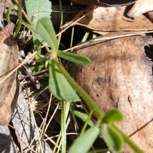 Brachyscome spathulata at Gourock National Park - 27 Mar 2024 12:49 PM