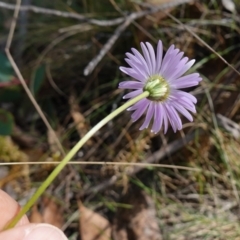 Brachyscome spathulata at Gourock National Park - 27 Mar 2024 12:49 PM