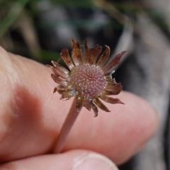 Brachyscome spathulata at Gourock National Park - 27 Mar 2024 12:49 PM