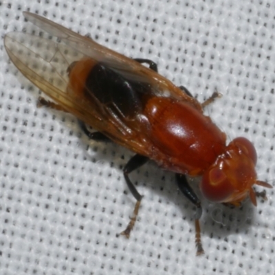 Unidentified Other true fly at Freshwater Creek, VIC - 11 Feb 2024 by WendyEM