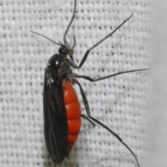 Diptera (order) at Freshwater Creek, VIC - 11 Feb 2024 by WendyEM
