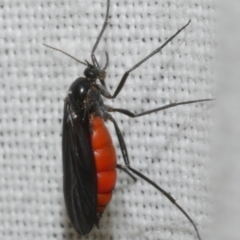 Sciaridae sp. (family) (Black fungus gnat) at Freshwater Creek, VIC - 11 Feb 2024 by WendyEM