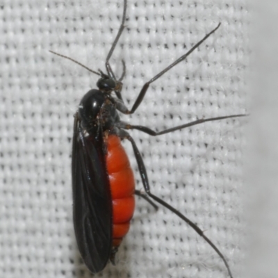 Sciaridae sp. (family) (Black fungus gnat) at Freshwater Creek, VIC - 11 Feb 2024 by WendyEM