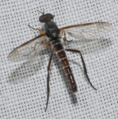 Taenogerella elizabethae at Freshwater Creek, VIC - 11 Feb 2024 by WendyEM