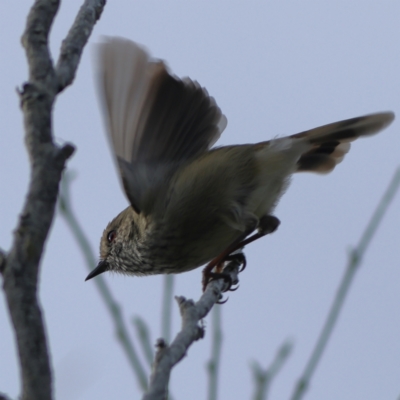 Acanthiza pusilla (Brown Thornbill) at Tomaree National Park - 31 Mar 2024 by Trevor