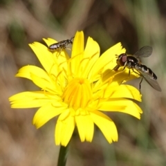 Apiformes (informal group) (Unidentified bee) at Anembo, NSW - 27 Mar 2024 by RobG1