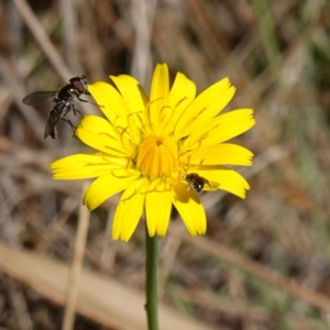 Apiformes (informal group) at Gourock National Park - 27 Mar 2024