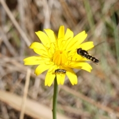 Apiformes (informal group) at Gourock National Park - 27 Mar 2024