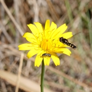 Apiformes (informal group) at Gourock National Park - 27 Mar 2024