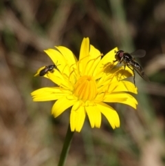 Apiformes (informal group) at Gourock National Park - 27 Mar 2024