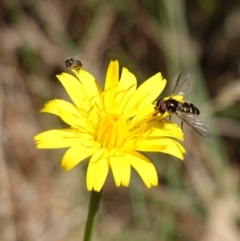 Apiformes (informal group) at Gourock National Park - 27 Mar 2024