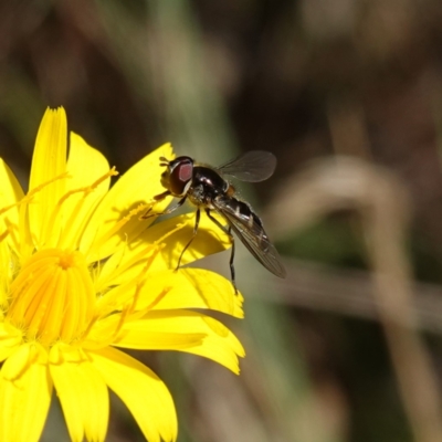 Melangyna sp. (genus) (Hover Fly) at Anembo, NSW - 27 Mar 2024 by RobG1