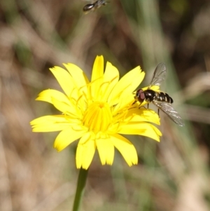 Melangyna sp. (genus) at Gourock National Park - 27 Mar 2024