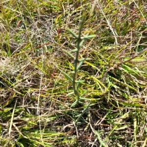 Discaria pubescens at Namadgi National Park - 31 Mar 2024 04:20 PM