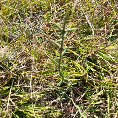 Discaria pubescens (Australian Anchor Plant) at Namadgi National Park - 31 Mar 2024 by VanceLawrence