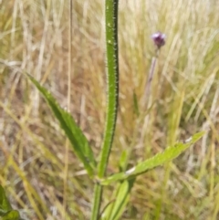 Verbena incompta (Purpletop) at Namadgi National Park - 31 Mar 2024 by VanceLawrence