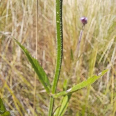 Verbena incompta (Purpletop) at Namadgi National Park - 31 Mar 2024 by VanceLawrence