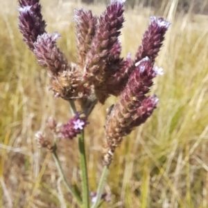 Verbena incompta at Namadgi National Park - 31 Mar 2024