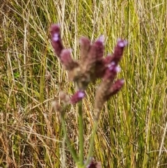 Verbena incompta at Namadgi National Park - 31 Mar 2024