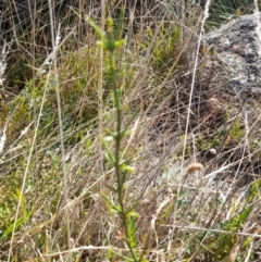 Discaria pubescens (Australian Anchor Plant) at Namadgi National Park - 31 Mar 2024 by VanceLawrence