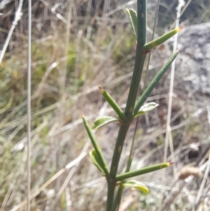 Discaria pubescens at Namadgi National Park - 31 Mar 2024