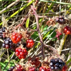 Rubus anglocandicans at Namadgi National Park - 31 Mar 2024 11:10 AM