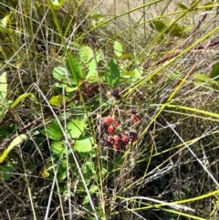 Rubus anglocandicans at Namadgi National Park - 31 Mar 2024 11:10 AM