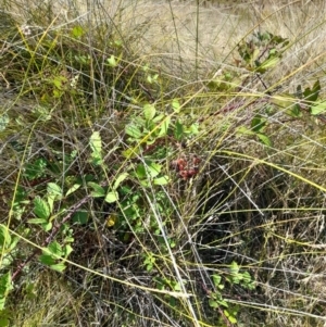 Rubus anglocandicans at Namadgi National Park - 31 Mar 2024 11:10 AM