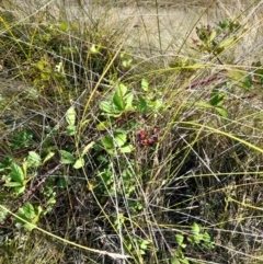 Rubus anglocandicans at Namadgi National Park - 31 Mar 2024 11:10 AM