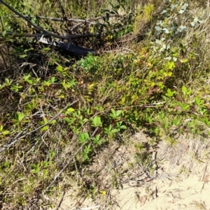 Rubus anglocandicans at Namadgi National Park - 31 Mar 2024 10:55 AM