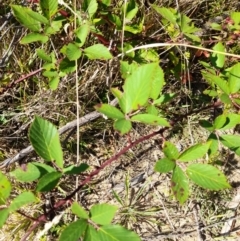 Rubus anglocandicans at Namadgi National Park - 31 Mar 2024 10:55 AM