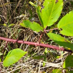 Rubus anglocandicans at Namadgi National Park - 31 Mar 2024 10:55 AM