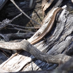 Eulamprus tympanum (Southern Water Skink) at Jinden, NSW - 27 Mar 2024 by RobG1