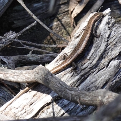 Eulamprus tympanum (Southern Water Skink) at Jinden, NSW - 27 Mar 2024 by RobG1