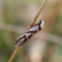 Oxythecta acceptella (Scat Moth) at Mount Painter - 1 Apr 2024 by CathB