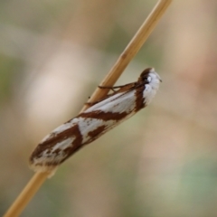 Oxythecta acceptella at Mount Painter - 1 Apr 2024 10:15 AM