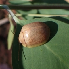 Paropsisterna crocata (Crocata button beetle) at Aranda, ACT - 31 Mar 2024 by CathB