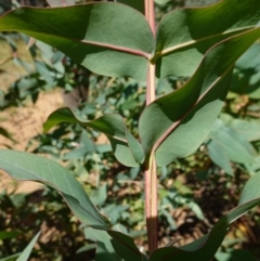 Eucalyptus nitens (Shining Gum) at QPRC LGA - 27 Mar 2024 by RobG1