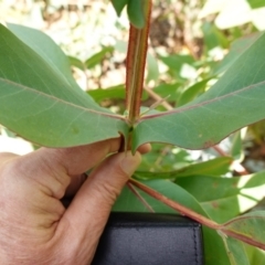 Eucalyptus nitens at suppressed - suppressed