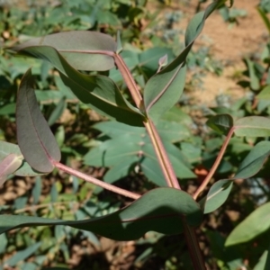 Eucalyptus nitens at suppressed - suppressed