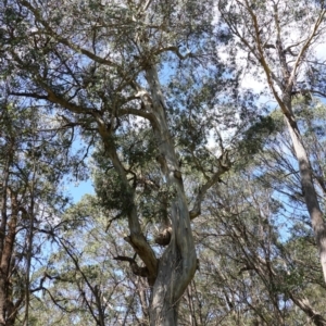 Eucalyptus nitens at suppressed - suppressed