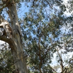 Eucalyptus nitens at suppressed - suppressed