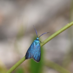 Pollanisus (genus) (A Forester Moth) at Bundanoon - 19 Mar 2024 by Boobook38