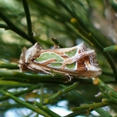 Cosmodes elegans (Green Blotched Moth) at Mount Painter - 31 Mar 2024 by CathB