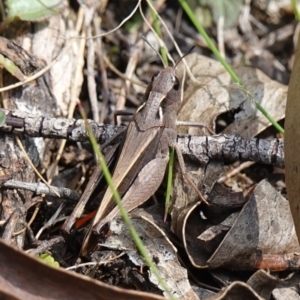 Cryptobothrus chrysophorus at Tallaganda State Forest - 27 Mar 2024