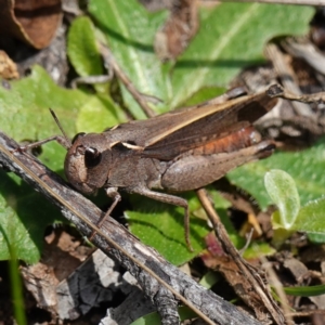 Cryptobothrus chrysophorus at Tallaganda State Forest - 27 Mar 2024