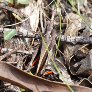 Cryptobothrus chrysophorus at Tallaganda State Forest - 27 Mar 2024