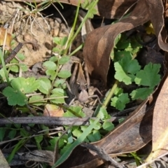 Cryptobothrus chrysophorus at Tallaganda State Forest - 27 Mar 2024