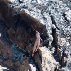 Goniaea opomaloides (Mimetic Gumleaf Grasshopper) at Namadgi National Park - 31 Mar 2024 by SallyandPeter